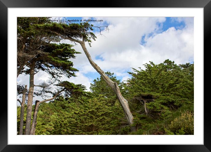 Leaning Pine Tree Framed Mounted Print by Trevor Le Feuvre