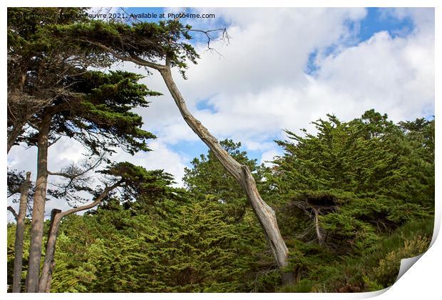 Leaning Pine Tree Print by Trevor Le Feuvre