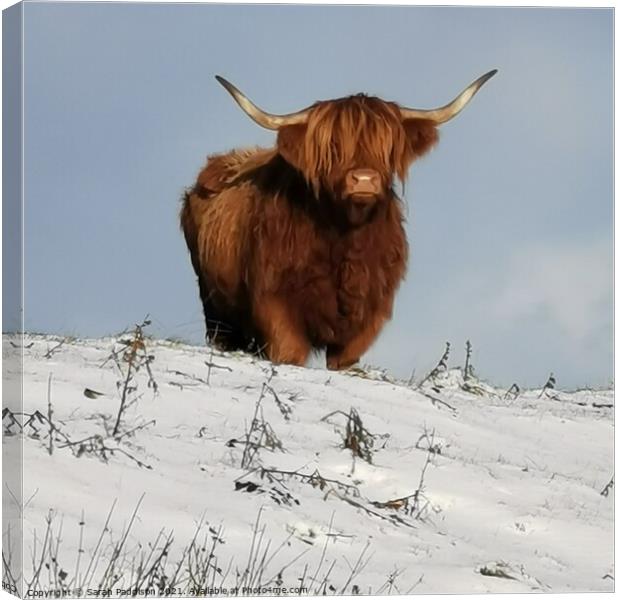 A Highland Cow in a  snow covered field Canvas Print by Sarah Paddison