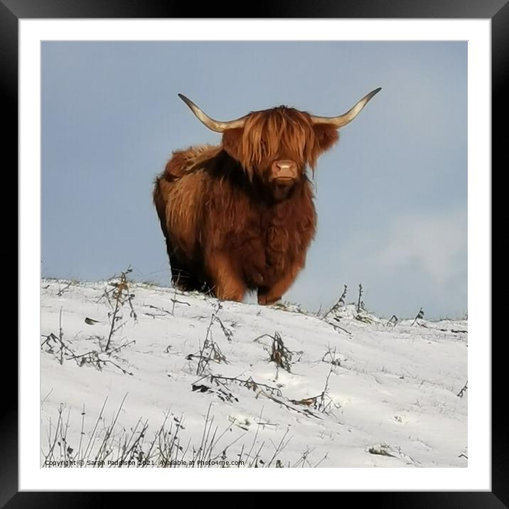 A Highland Cow in a  snow covered field Framed Mounted Print by Sarah Paddison