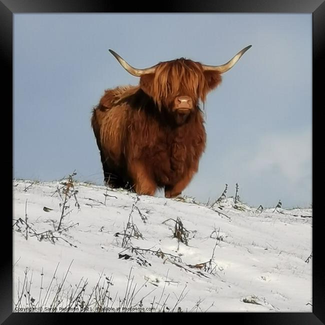 A Highland Cow in a  snow covered field Framed Print by Sarah Paddison