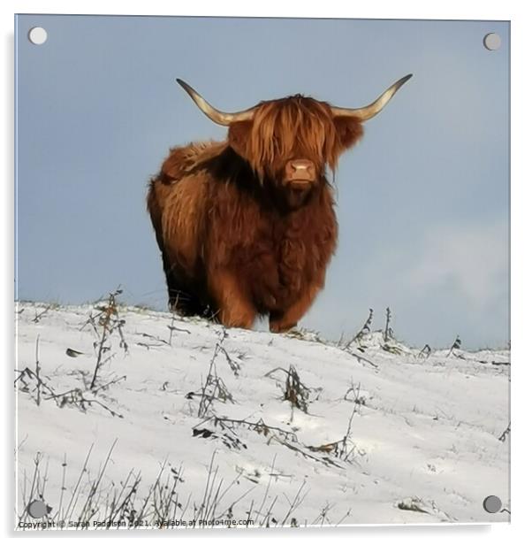A Highland Cow in a  snow covered field Acrylic by Sarah Paddison