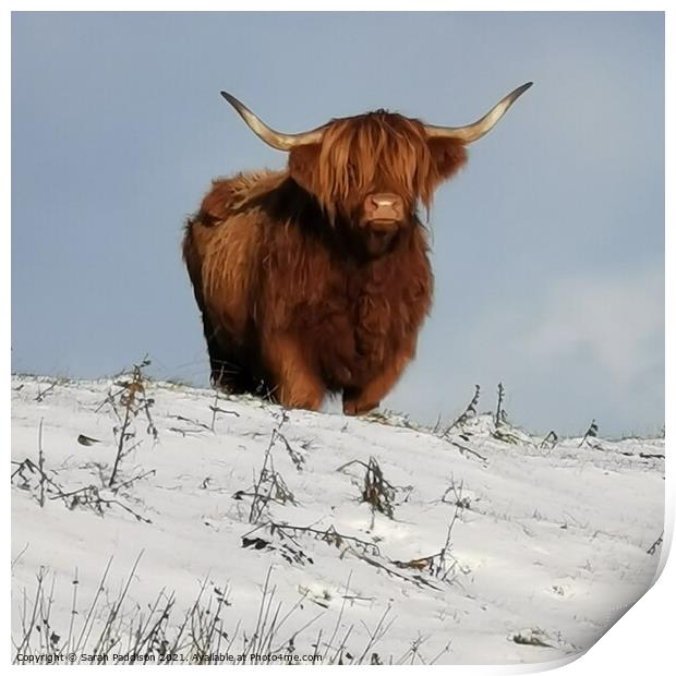 A Highland Cow in a  snow covered field Print by Sarah Paddison