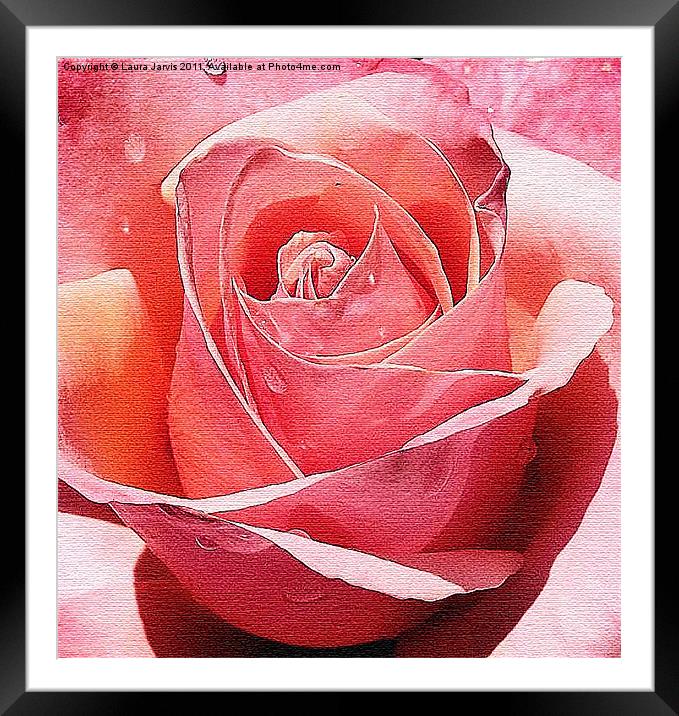 Raindrop Rose Framed Mounted Print by Laura Jarvis