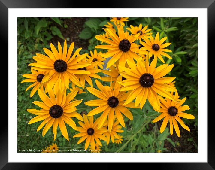 Vibrant Yellow Coneflower Burst Framed Mounted Print by Deanne Flouton
