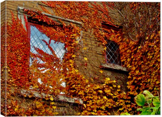 Leaves and windows Canvas Print by Stephanie Moore