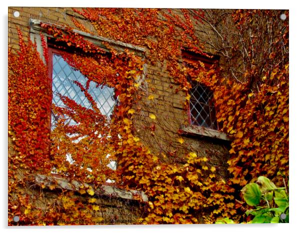 Leaves and windows Acrylic by Stephanie Moore