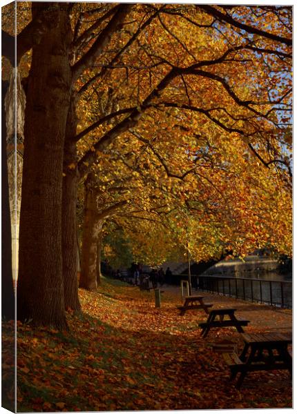 benches by the River Avon Bath Canvas Print by Duncan Savidge