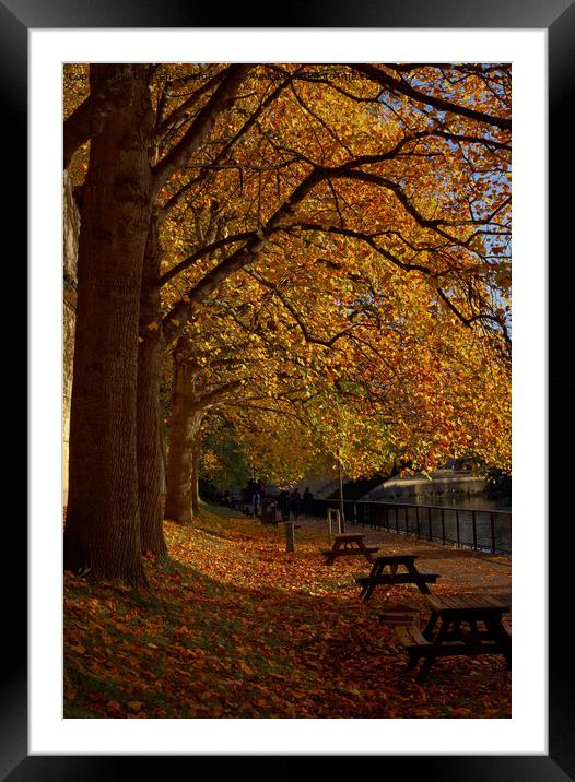 benches by the River Avon Bath Framed Mounted Print by Duncan Savidge
