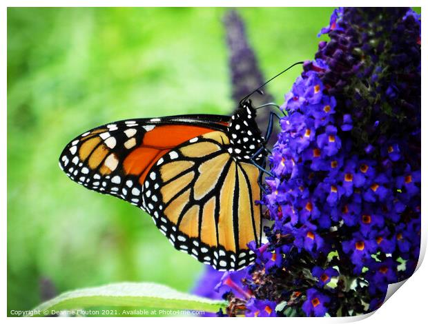  Monarch Butterfly Sipping Nectar Print by Deanne Flouton