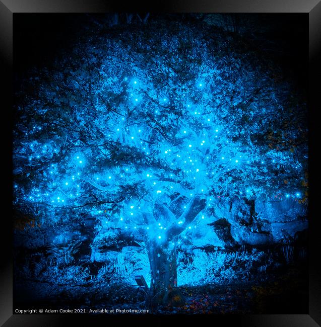 Illuminated Blue Tree | Hever Castle Framed Print by Adam Cooke