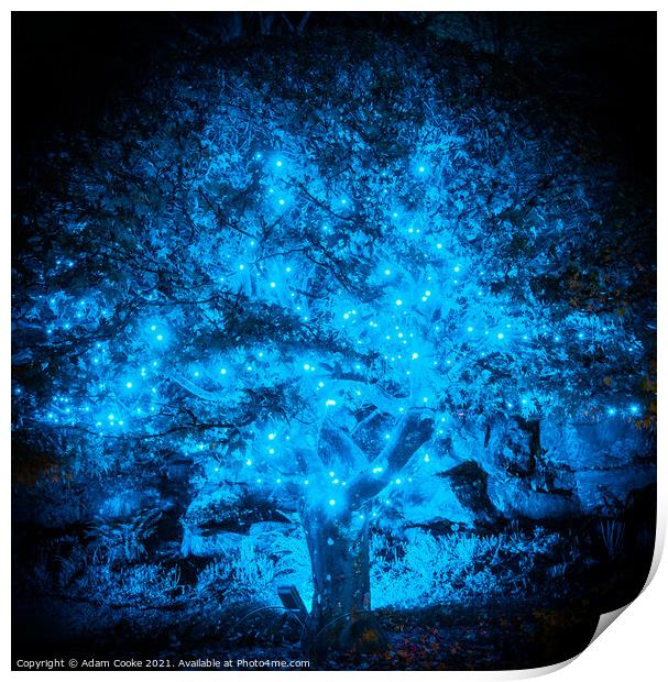 Illuminated Blue Tree | Hever Castle Print by Adam Cooke