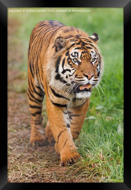 Sumatran Tiger walking in the grass. Framed Print by Andrew Bartlett