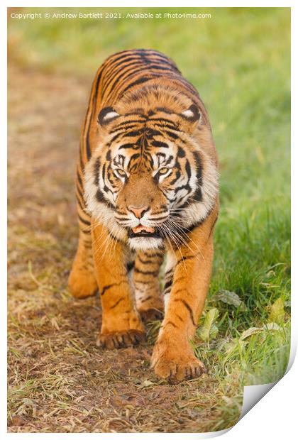 Sumatran Tiger walking in the grass. Print by Andrew Bartlett