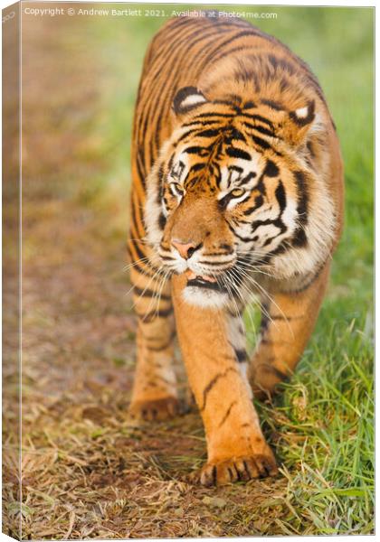 Sumatran Tiger walking in the grass. Canvas Print by Andrew Bartlett