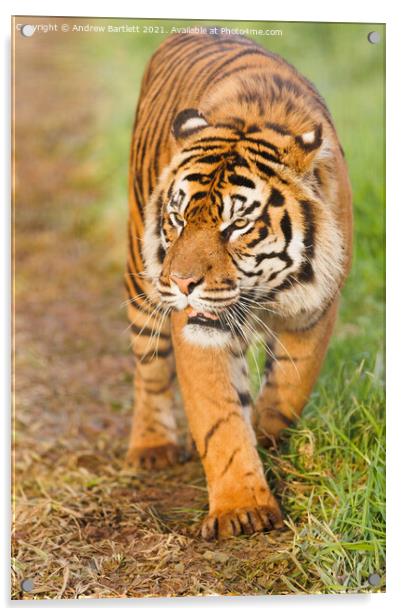 Sumatran Tiger walking in the grass. Acrylic by Andrew Bartlett