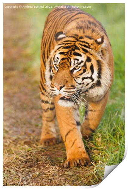 Sumatran Tiger walking in the grass. Print by Andrew Bartlett