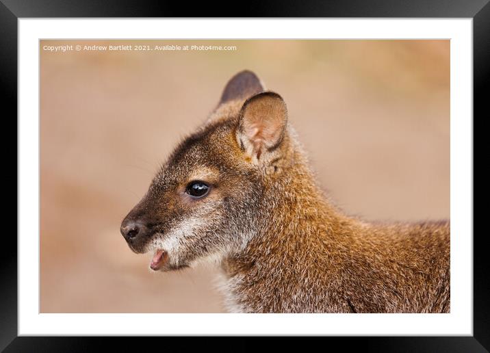 A Wallaby standing in the grass. Framed Mounted Print by Andrew Bartlett