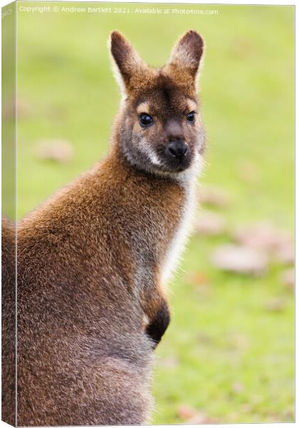 A Wallaby sitting in the grass Canvas Print by Andrew Bartlett