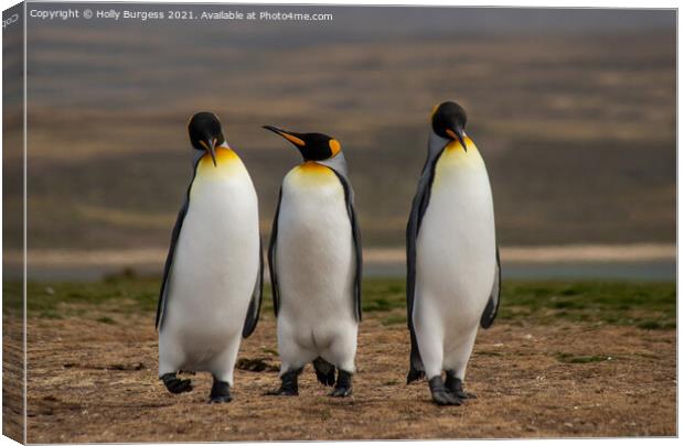 King Penguins: Falkland's Crown Jewel Canvas Print by Holly Burgess