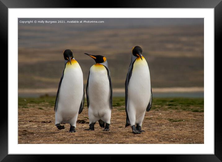 King Penguins: Falkland's Crown Jewel Framed Mounted Print by Holly Burgess
