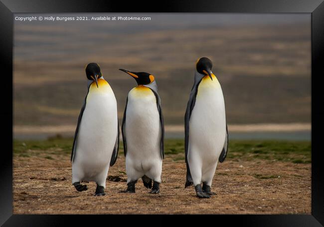 King Penguins: Falkland's Crown Jewel Framed Print by Holly Burgess