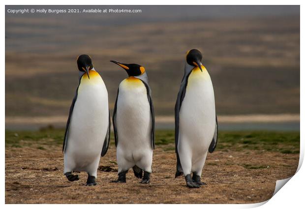 King Penguins: Falkland's Crown Jewel Print by Holly Burgess