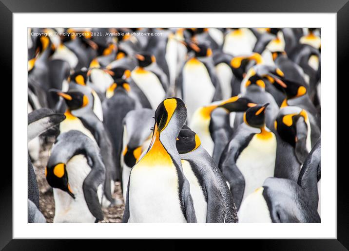 Group of penguins in Falkland isles all hugging together to keep warm  Framed Mounted Print by Holly Burgess