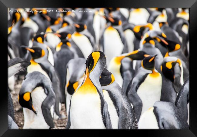 Group of penguins in Falkland isles all hugging together to keep warm  Framed Print by Holly Burgess