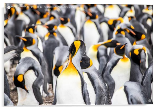 Group of penguins in Falkland isles all hugging together to keep warm  Acrylic by Holly Burgess