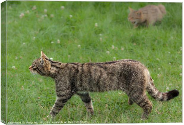A Scottish Wildcat walking on grass Canvas Print by Philip Pound