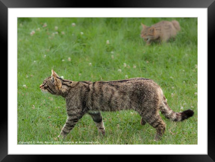 A Scottish Wildcat walking on grass Framed Mounted Print by Philip Pound