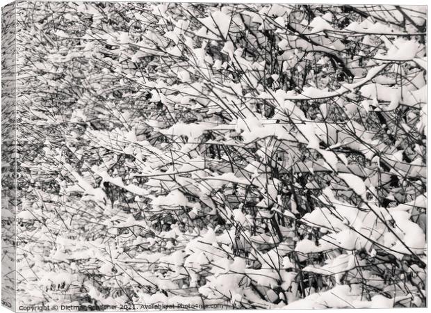 Twigs and Snow Abstract Canvas Print by Dietmar Rauscher