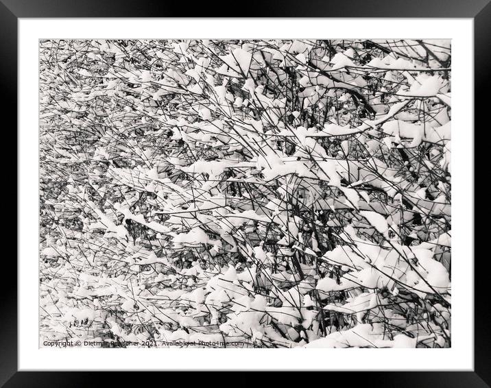 Twigs and Snow Abstract Framed Mounted Print by Dietmar Rauscher