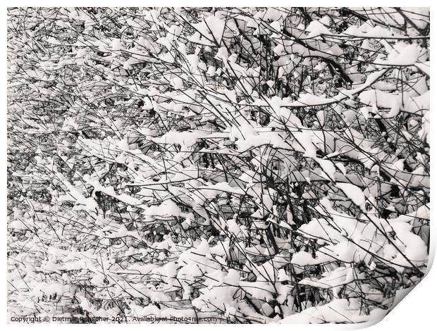 Twigs and Snow Abstract Print by Dietmar Rauscher