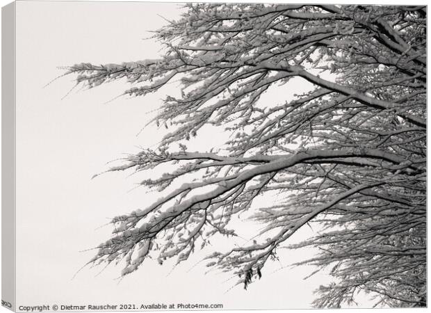Tree Branches Covered with Snow Canvas Print by Dietmar Rauscher