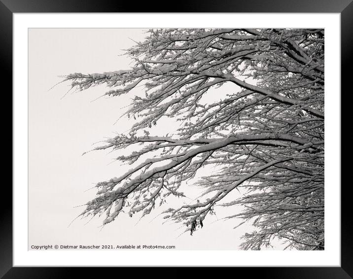 Tree Branches Covered with Snow Framed Mounted Print by Dietmar Rauscher