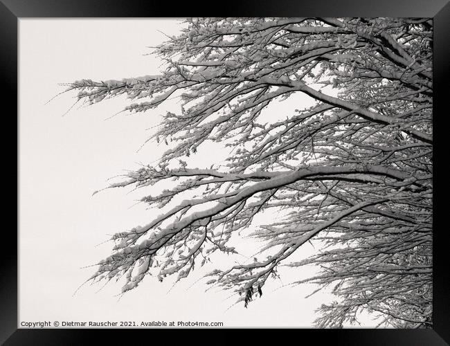 Tree Branches Covered with Snow Framed Print by Dietmar Rauscher