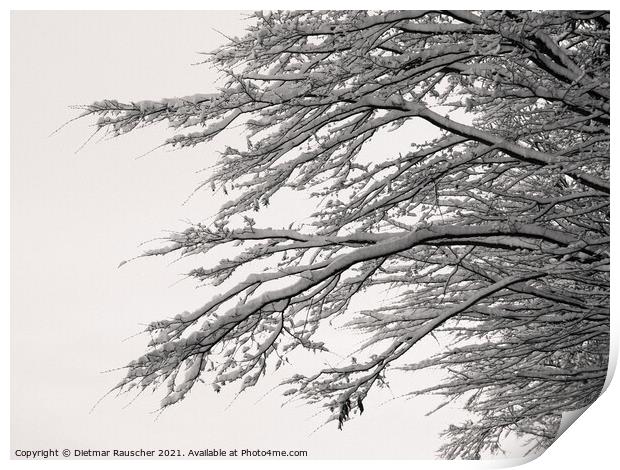 Tree Branches Covered with Snow Print by Dietmar Rauscher
