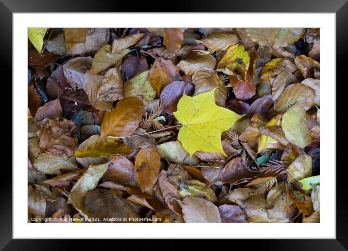 Plant leaves Framed Mounted Print by Rob Hawkins
