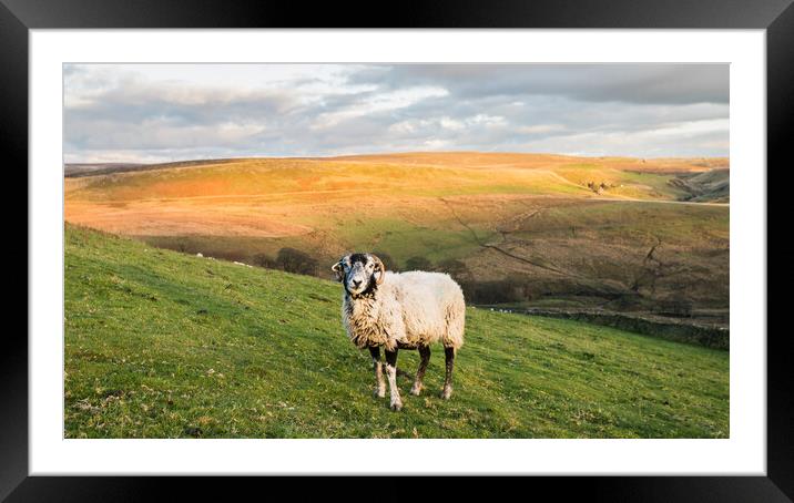 Lone sheep in front of Cheeks Hill Framed Mounted Print by Jason Wells