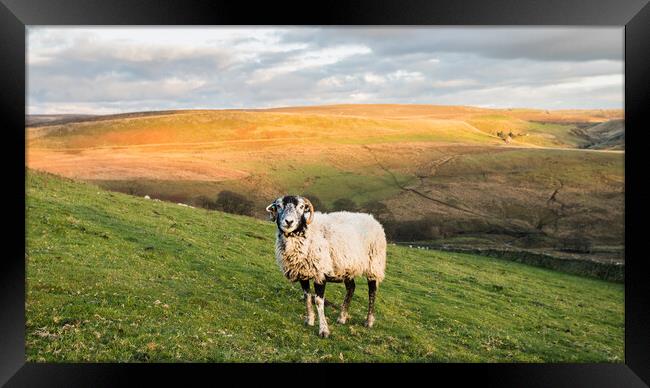 Lone sheep in front of Cheeks Hill Framed Print by Jason Wells
