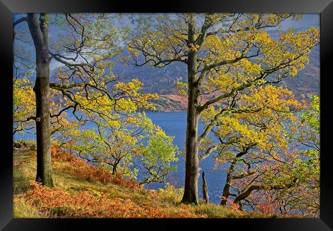 Autumn Trees on the shores of Ullswater Lake Framed Print by Martyn Arnold