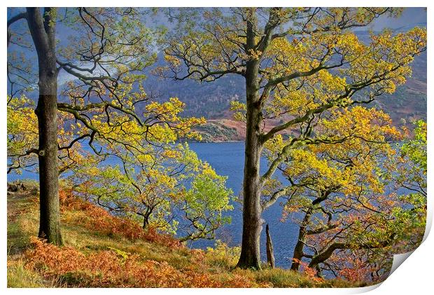 Autumn Trees on the shores of Ullswater Lake Print by Martyn Arnold