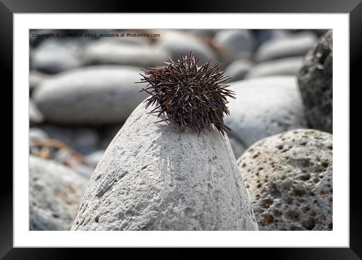 Punk Rock Framed Mounted Print by Lynn Bolt