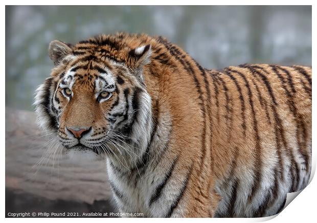 Tiger Print by Philip Pound