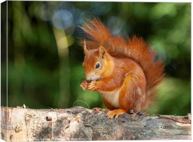 Red squirrel on a branch Canvas Print by Philip Pound