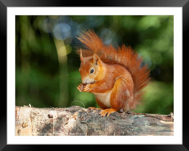 Red squirrel on a branch Framed Mounted Print by Philip Pound