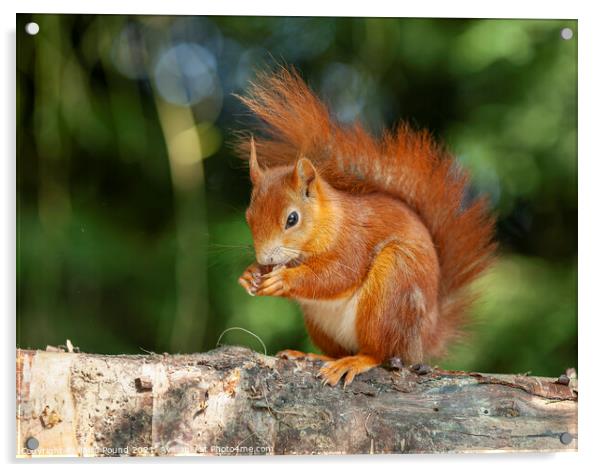 Red squirrel on a branch Acrylic by Philip Pound