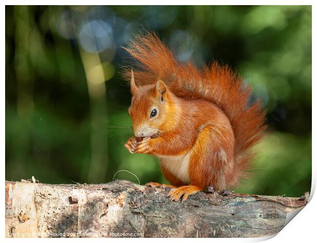 Red squirrel on a branch Print by Philip Pound
